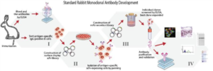 rabbit monoclonal antibodies